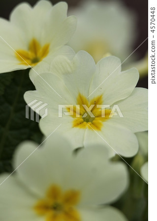 Primula Bulgaris 4570448