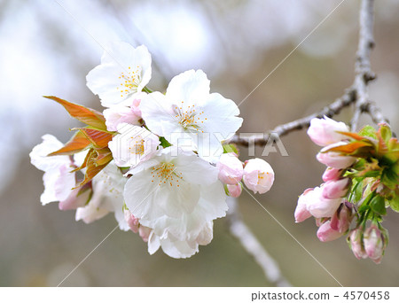 Taikaki Sakura (Ty Hak Zakura) 4570458