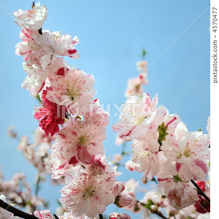 Genpei桃花盛開（Genpei Momo） 4570477
