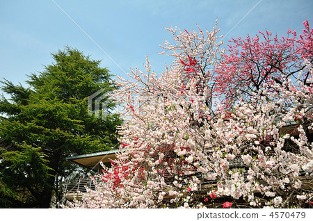 Genpei peach in full bloom (Genpei Momo) 4570479