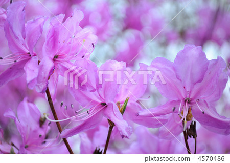 盛開的Mitsuba杜鵑花 4570486