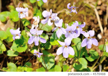 中提琴 中提琴 4570488