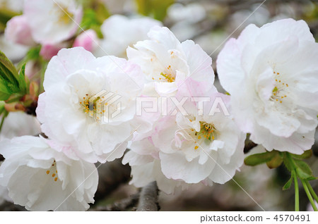 Shira thiera in full bloom (white) Shira thiera in full bloom (white) 4570491
