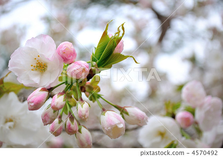 Shira thiera in full bloom (white) Shira thiera in full bloom (white) 4570492