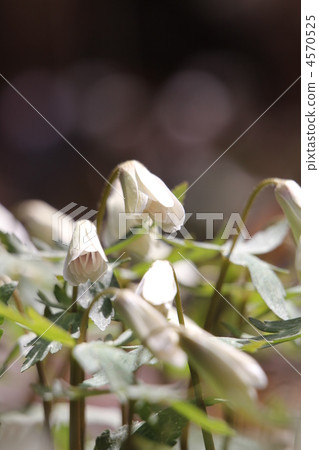 雪原一枝 雪原一枝 4570525