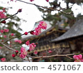 ume, shrines and temples, kitano shrine 4571067
