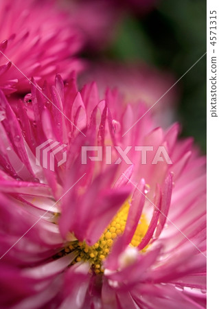 Daisy's macro shooting 4571315