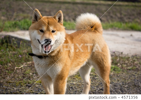 Shiba inu 2 cheap years old