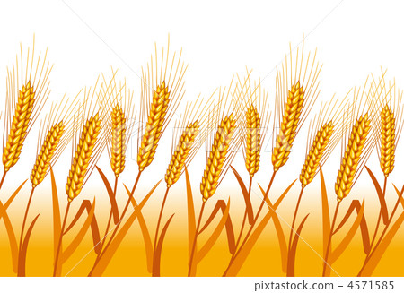 Illustration of a wheat field. wallpaper. 4571585