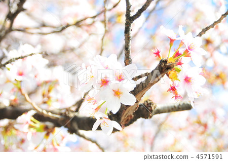 cherry blossom, cherry tree, sakura 4571591