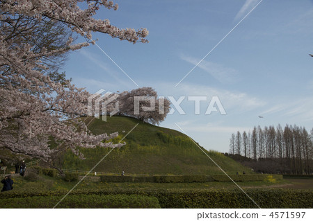 天空櫻花 4571597