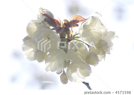 心臟類型 4571598