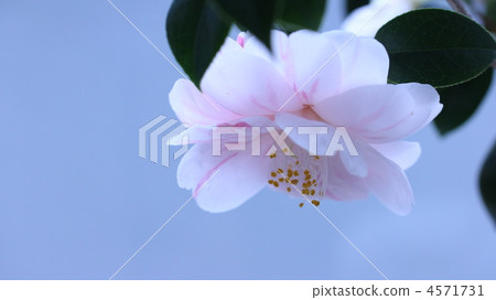 Goshiki Yae Yagi Camellia 4571731