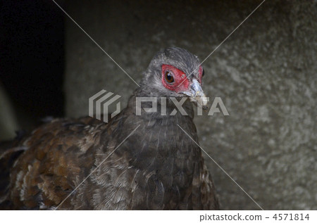 越南野雞 4571814