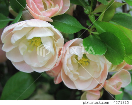 花朵 花 花卉 4571815