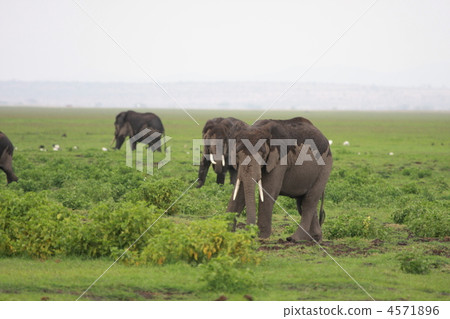 amboseli, safari, african elephant 4571896