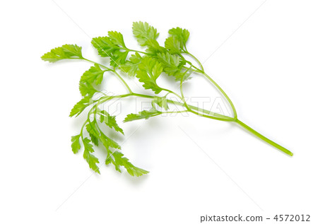 chervil, cherubir chervil, cherubir 4572012