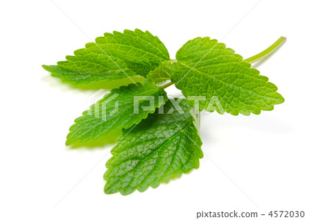  lemon balm, lemon balm 4572030