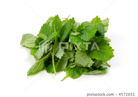 lemon balm, lemon balm 4572031
