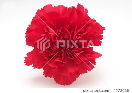 Carnation  4572066