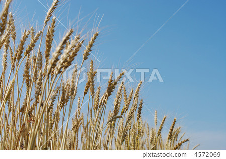 In the Wheat stage 4572069