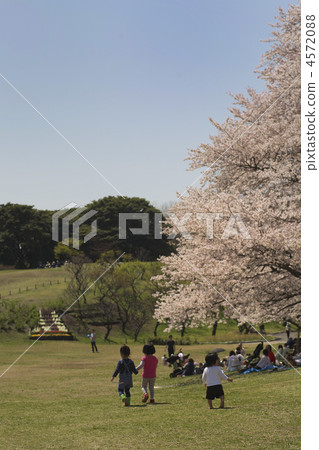 春天根岸森林公園 春天根岸森林公園 4572088