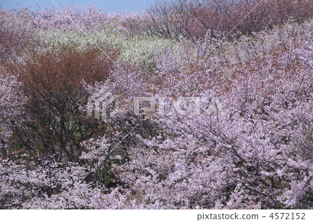 春天根岸森林公園 春天根岸森林公園 4572152