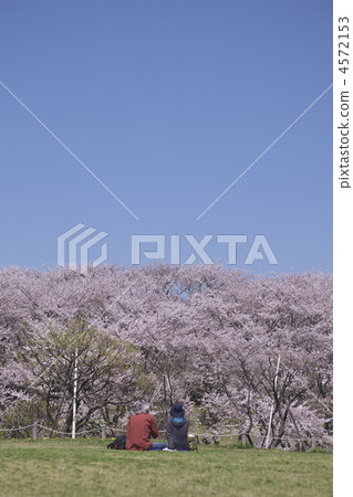 春天根岸森林公園 4572153