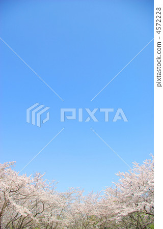Cherry blossoms and blue sky Cherry blossoms and blue sky 4572228
