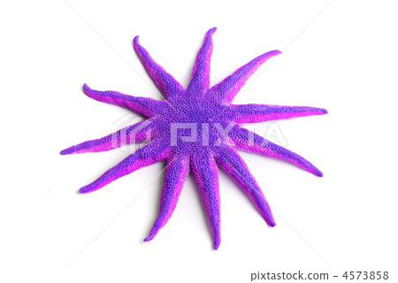 Purple starfish Purple starfish 4573858