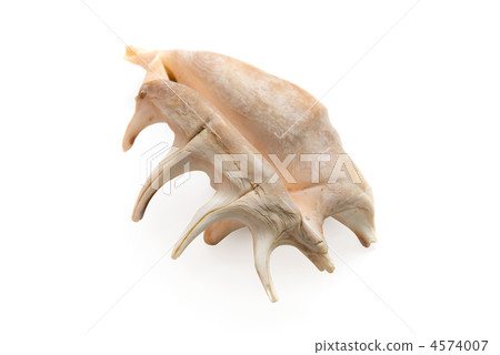 Sea shell i Sea shell i 4574007