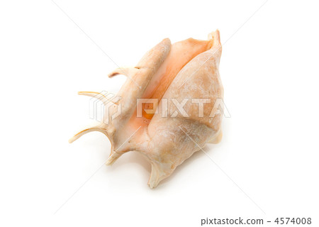 Sea shell Sea shell 4574008