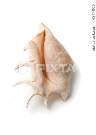 Sea shell Sea shell 4574009