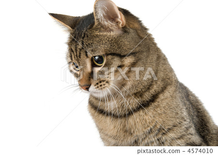 Striped cat Striped cat 4574010