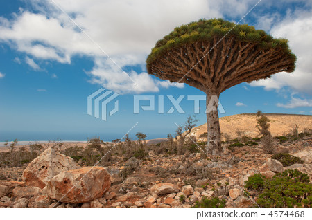 Dragon trees at Dixam plateau, Socotra, Yemen 4574468