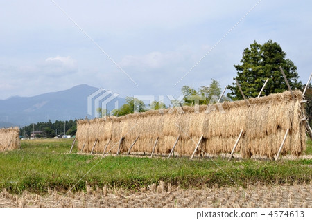 裸露的風景 4574613