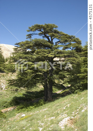 lebanese cedar lebanese cedar 4575131