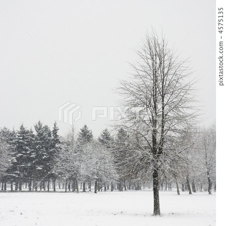 lonely tree in winter forest 4575135