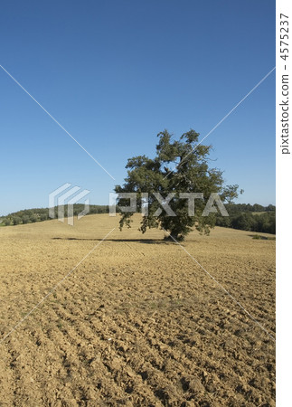 old olive tree in a field - typical tuscan lanscape old olive tree in a field - typical tuscan lanscape 4575237