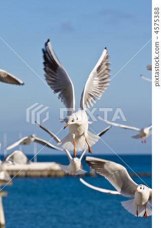 seagulls at pier 4575388