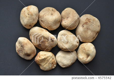 Shibi, even blind 4575542