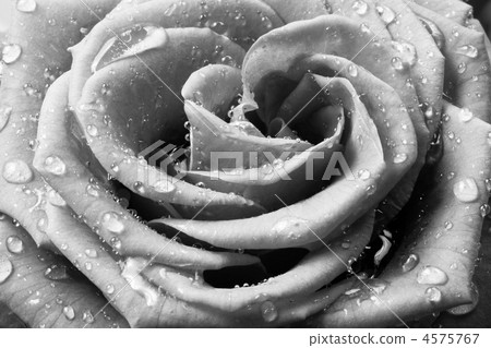 white rose white rose 4575767