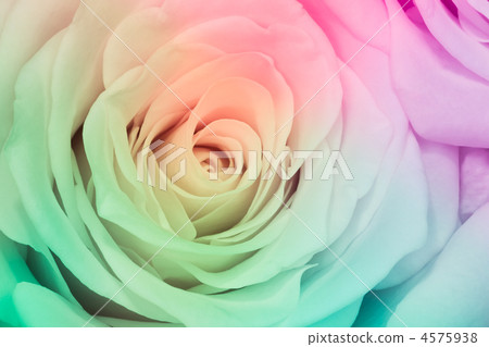 multicolor rose 4575938
