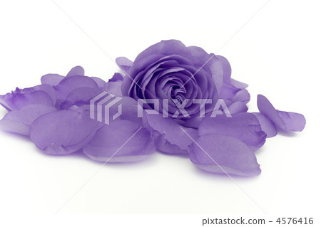 violet rose macro 4576416
