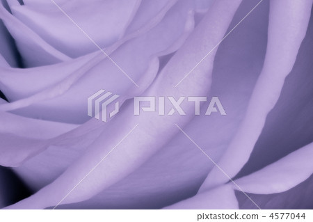 violet rose close up violet rose close up 4577044