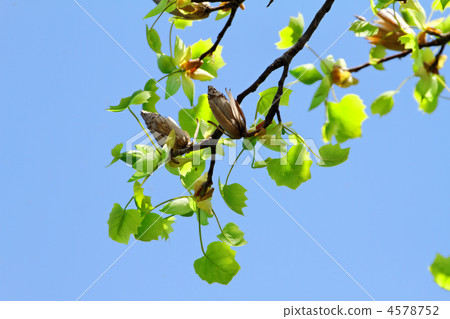 Young leaves of blue tulips in the street tree along the Hanzo moat of the Imperial Palace and the blue sky 4578752
