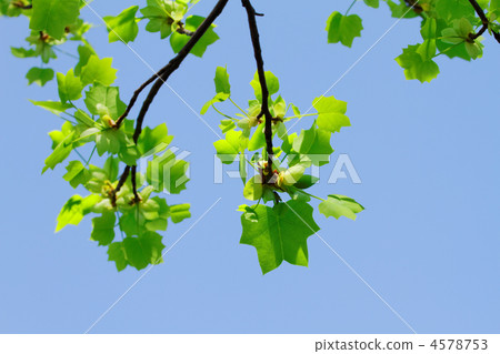 藍色鬱金香年輕葉子在街道樹的沿故宮和藍天的Hanzo護城河 4578753