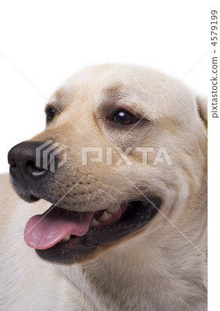 portrait of the caucasian sheep dog. Isolated 4579199