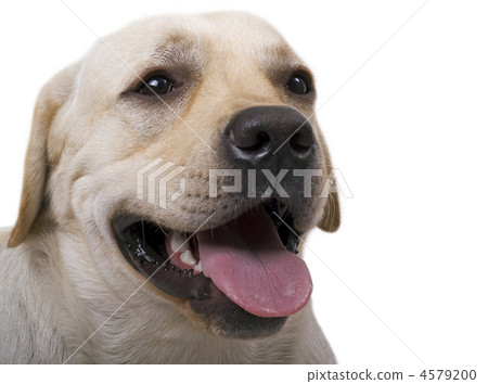 portrait of the caucasian sheep dog. Isolated on white portrait of the caucasian sheep dog. Isolated on white 4579200