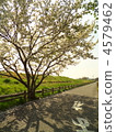 Leaf cherry and river bank 4579462